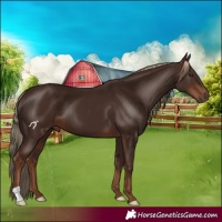 Horse Color:Liver Chestnut 