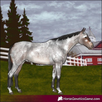Horse Color:White Spotted Bay Roan