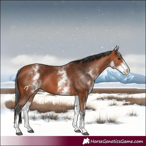 Horse Color:White Spotted Bay 