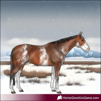 Horse Color:White Spotted Bay 