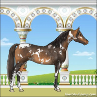 Horse Color:White Spotted Buckskin