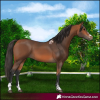 Horse Color:Bay 