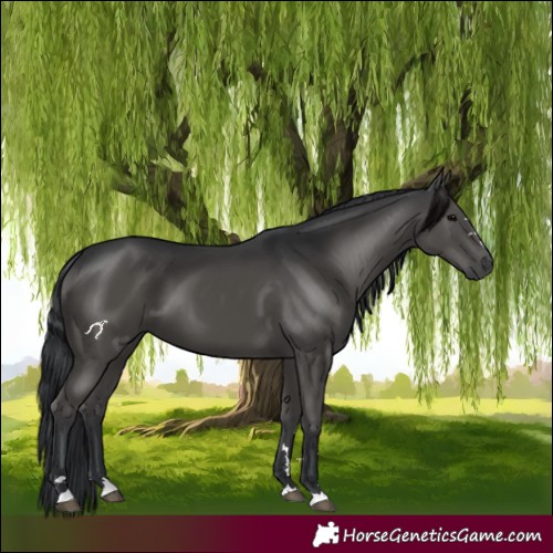 Horse Color:Black 