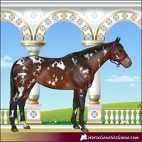Horse Color:White Spotted Brown 