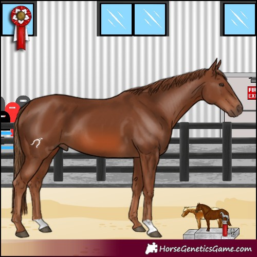 Horse Color:Chestnut 