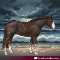 Horse Color:Liver Chestnut 