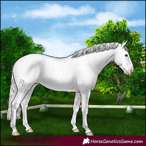 Horse Color:Silver Bay Near Leopard