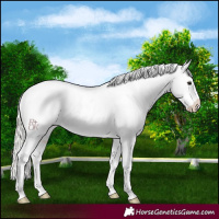 Horse Color:Silver Bay Near Leopard 