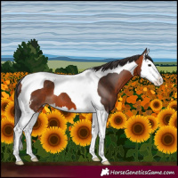 Horse Color:Bay Splash Tobiano 