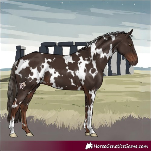 Horse Color:White Spotted Liver Chestnut 
