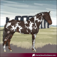 Horse Color:White Spotted Liver Chestnut