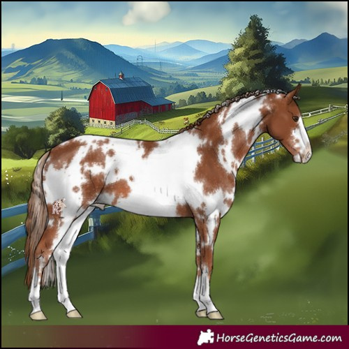 Horse Color:White Spotted Chestnut 