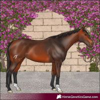 Horse Color:Bay 