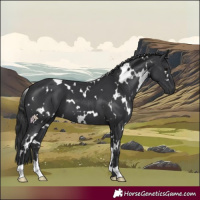 Horse Color:White Spotted Black 