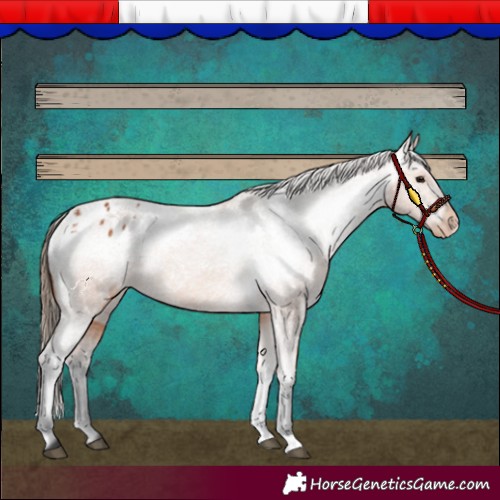 Horse Color:Bay Appaloosa 