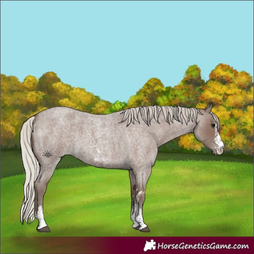 Horse Color:Silver Blue Roan Sabino