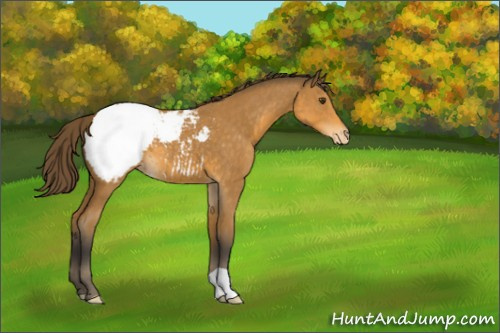 Horse Color:Buckskin Appaloosa