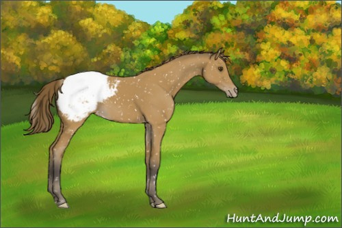 Horse Color:Buckskin Appaloosa