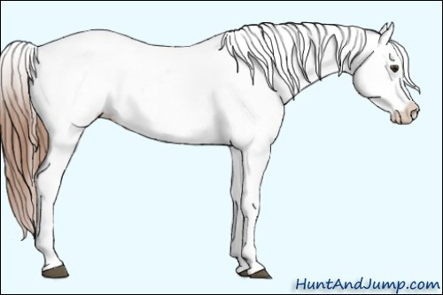 Horse Color:Chestnut Tobiano Appaloosa