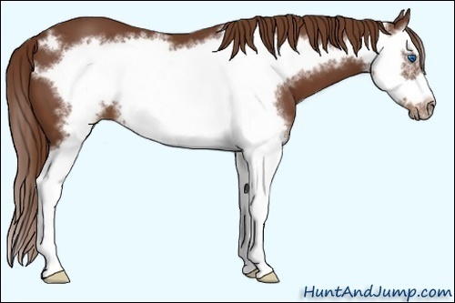 Horse Color:Chestnut Splash Frame 