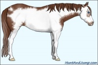 Horse Color:Chestnut Splash Frame