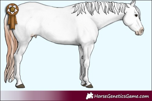 Horse Color:Bay Tobiano Blanket