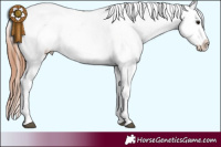 Horse Color:Bay Tobiano Blanket