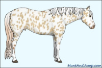 Horse Color:Red Dun Tobiano Appaloosa 