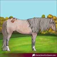 Horse Color:Bay Appaloosa 