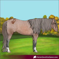 Horse Color:Bay Appaloosa 