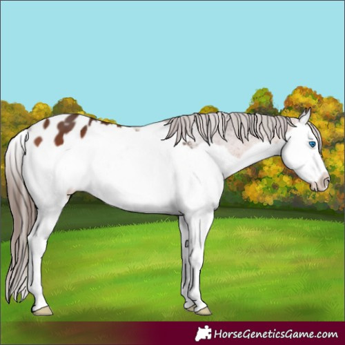 Horse Color:Bay Splash Appaloosa