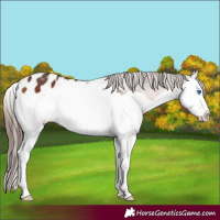 Horse Color:Bay Splash Appaloosa 