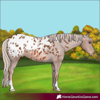 Horse Color:Chestnut Appaloosa
