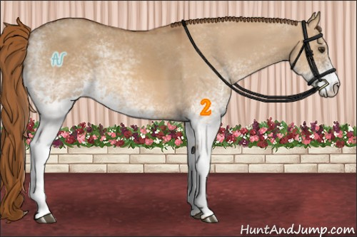 Horse Color:White Spotted Red Dun
