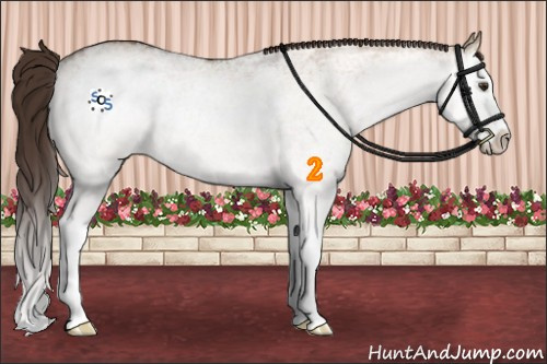 Horse Color:White Spotted Liver Red Dun Splash Rabicano 