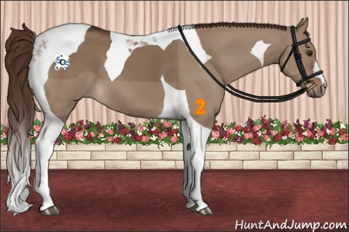 Horse Color:Liver Red Dun Tobiano 