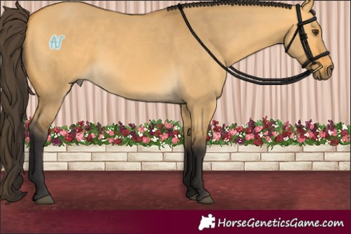 Horse Color:Buckskin Dun 