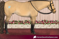 Horse Color:Buckskin Dun 