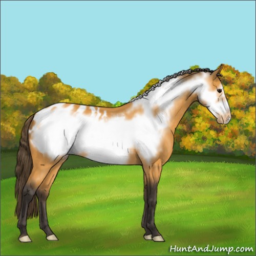 Horse Color:Buckskin Frame Appaloosa 