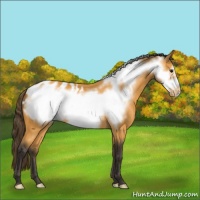 Horse Color:Buckskin Frame Appaloosa 