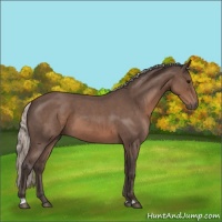 Horse Color:Silver Blue Roan 