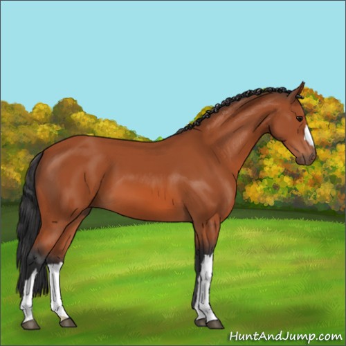 Horse Color:Bay 