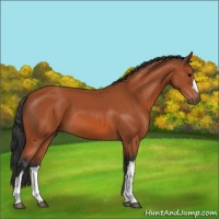 Horse Color:Bay 