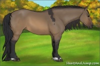 Horse Color:Brown Dun 
