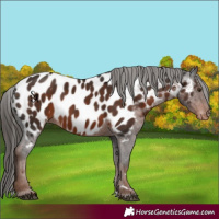 Horse Color:Liver Chestnut Near Leopard 
