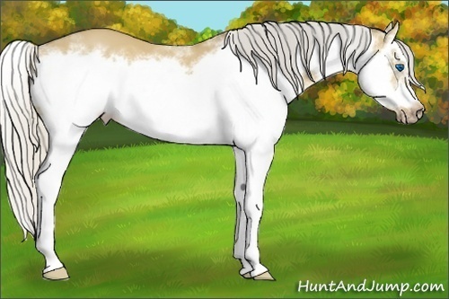 Horse Color:Silver Bay Dun Splash Frame 