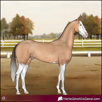 Horse Color:Amber Champagne Splash 