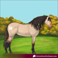 Horse Color:Bay Dun 