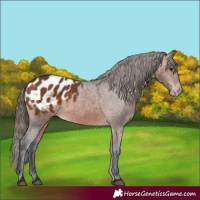 Horse Color:Bay Appaloosa 