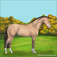 Horse Color:Amber Champagne